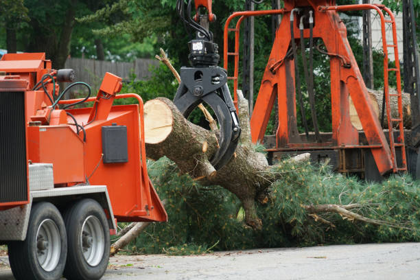 Waupun, WI Tree Services Company